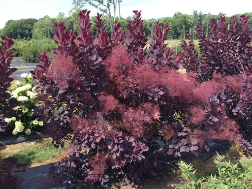Winecraft Black® Smokebush : 3 Gallon