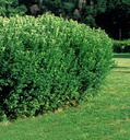 Peking Cotoneaster : 10 Gallon