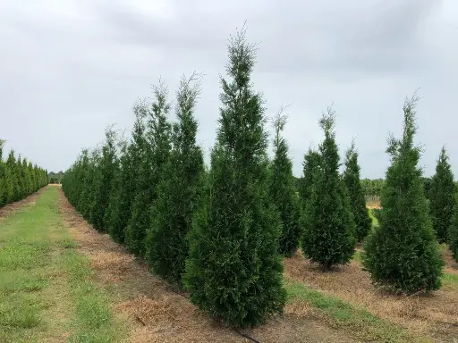 American Pillar Arborvitae : 6 Foot
