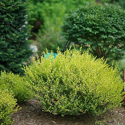 Cesky Gold Dwarf Birch : 5 Gallon