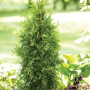 [Spring Grove Western Arborvitae : 4 Foot] Spring Grove ® Western Arborvitae : 4 Foot