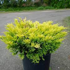 Limeglow Juniper : 3 Gallon