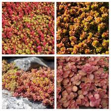 Mixed Stonecrop Sedum : 1 Gallon