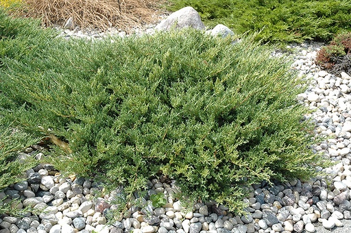 Wisconsin Andorra Juniper : 5 Gallon