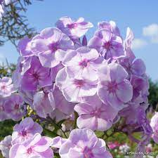 Gortenziya Lilac : 6 Foot