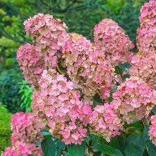 Pink Diamond ® Hydrangea MS : 6 Foot
