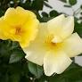 Knock Out® Rose Easy Bee-zy : 3 Gallon