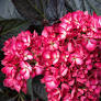 Eclipse® Hydrangea : 2 Gallon