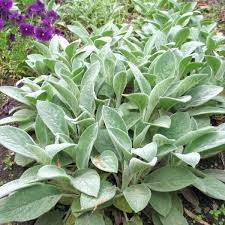 Big Ears Lamb's Ear : 1 Gallon