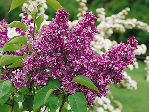 Yankee Doodle Lilac : 5 Foot