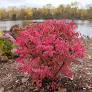 Fire Ball - Seedless Euonymus : 5 Gallon