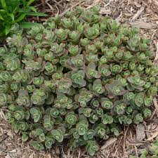 Lime Zinger Stonecrop : 1 Gallon