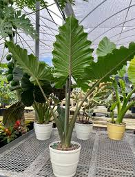 Alocasia Calidora : 12 Inch Pot