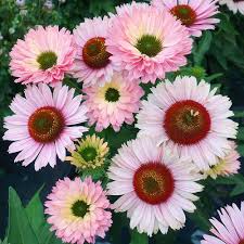 Sunseekers Salmon Coneflower : 1 Gallon