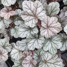 Smoke and Mirrors Coral bells : 1 Gallon