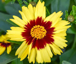 Uptick Yellow & Red TickSeed : 1 Gallon