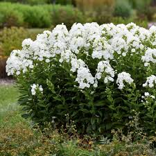 BackLight Phlox : 1 Gallon