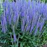 Blue Skywalker Speedwell : 1 Gallon