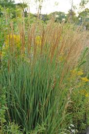Sweetgrass : 1 Gallon
