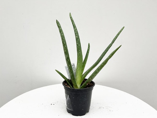 Aloe Vera : 4 Inch Pot