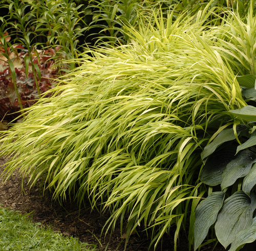 Japanese Forest Grass 'All Gold' : 1 Gallon