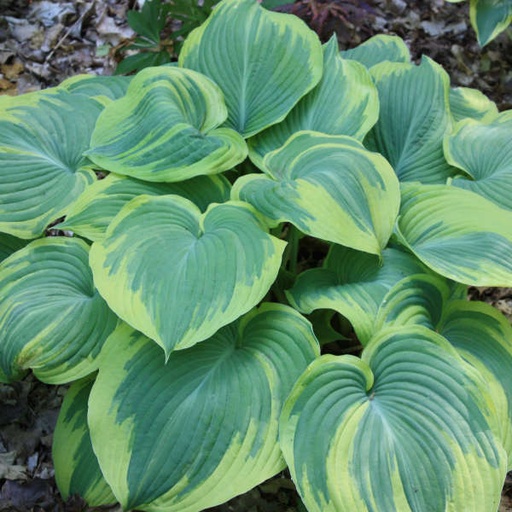 Earth Angel Hosta : 1 Gallon