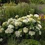 First Editions® Flowerfull Hydrangea : 5 Gallon