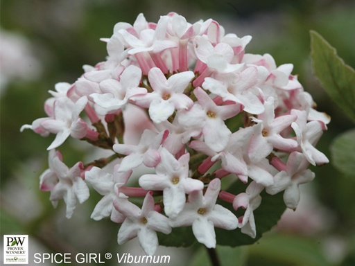 Spice Girl Viburnum® : 7 Gallon