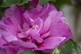 [First Editions Tahiti Hibiscus : 10 Gallon] First Editions ® Tahiti Hibiscus : 7 Gallon