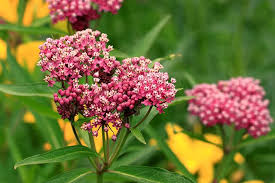 Rose Swamp Milkweed : 1 Gallon
