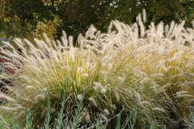 Silberfeder Silver Feather : 1 Gallon