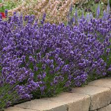 Super Blue Lavender : 1 Gallon