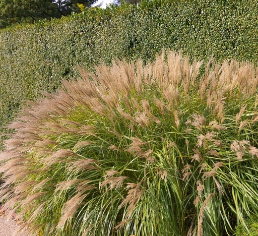 Adagio Maiden Grass : 1 Gallon
