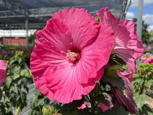 Airbrush Effect Hibiscus : 3 Gallon