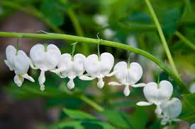 Alba Bleeding Heart : 1 Gallon