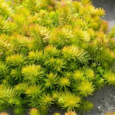 Angelina Sedum : 1 Gallon