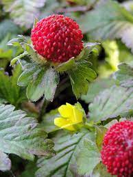 Barren Strawberry : 1 Gallon