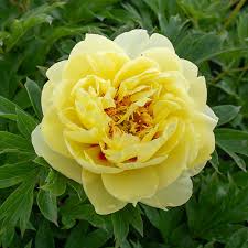 Bartzella Peony : 3 Gallon
