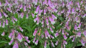 Hairy Beardtongue : 1 Gallon