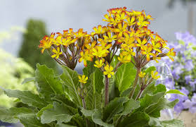 Primula ‘Oakleaf Yellow Picotee’ : 1 Gallon