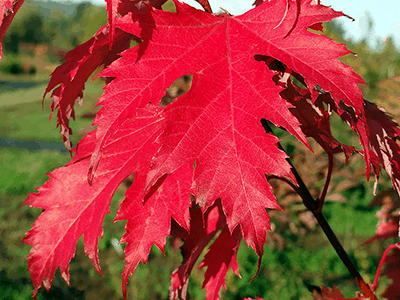 Firefall Maple : 3 Inch