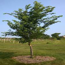 Jefferson Elm : 5 Inch