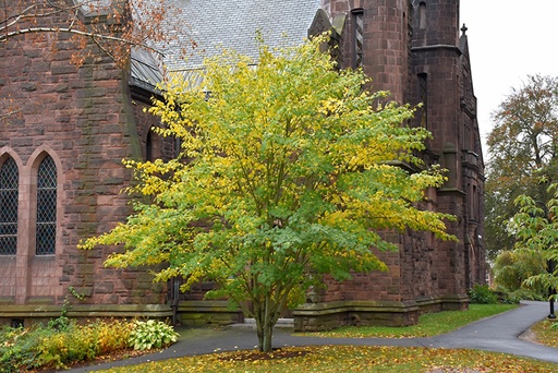 White Tigress Maple : 2 Inch