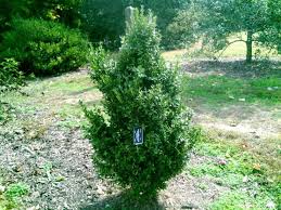 Beaver Creek Boxwood : 24 Inch