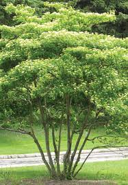 Pagoda Dogwood : 4 Foot