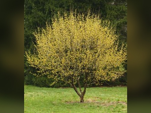 Golden Glory Dogwood : 2 Inch