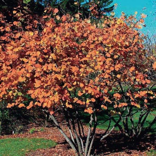 American Hazelnut : 5 Foot