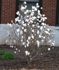 Centennial Magnolia : 4 Foot