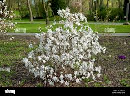 Kikuzaki Magnolia MS : 4 Foot