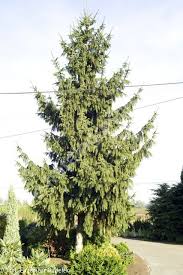 Cincinnata Spruce : 8 Foot
